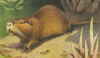 Coypu c.1900 da Alfred Brehm